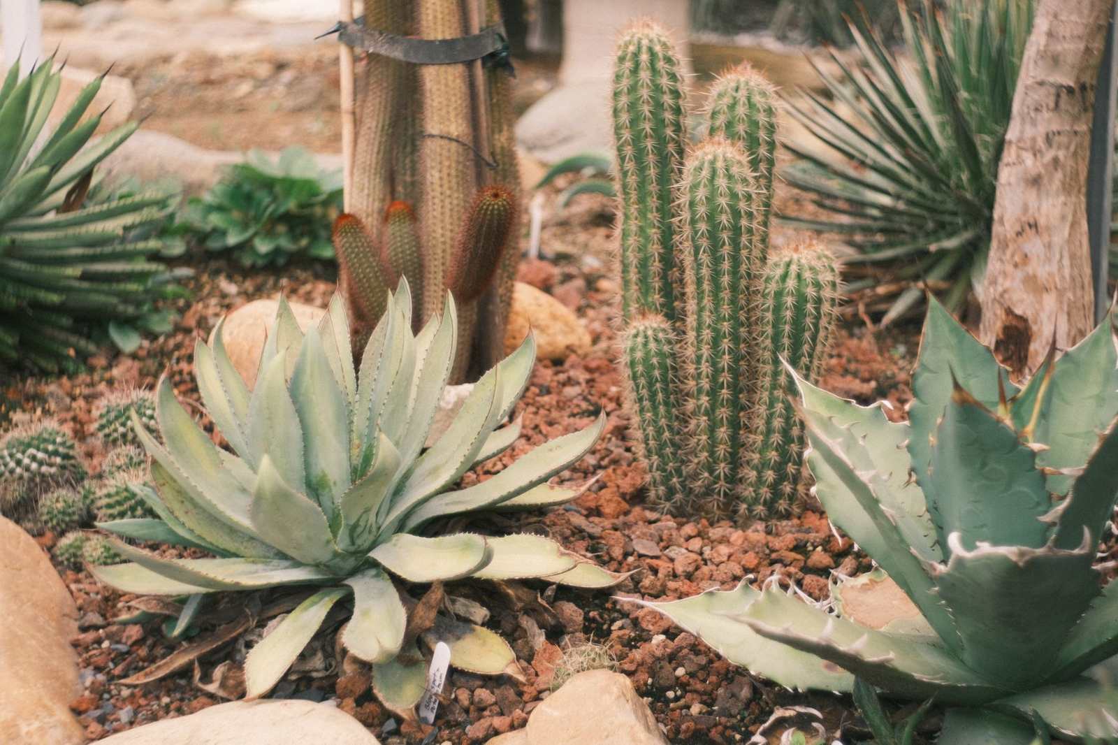 Desert xeriscape design in Mesa, AZ